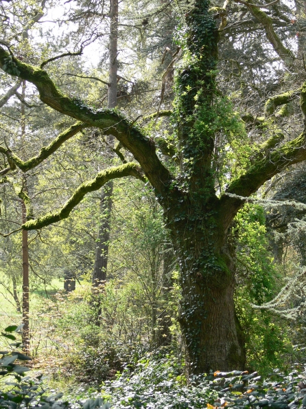Bois des Moutiers (55) Mai 2012